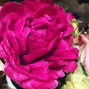 Meet your Posher, Leslie